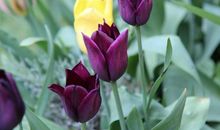 未来7天运势上升，好运不断的3大生肖，功成名就，收获满满！