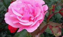 霉运避开好运到来的生肖，10月25号起横财大发，千万财富抱回家