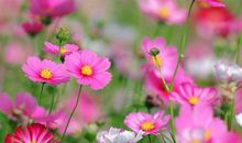 2020年日日发小财，月月发大财，财富源源，年年有余的生肖