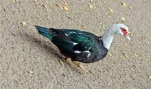 十二生肖2019年10月18日运程详解