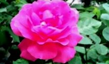 10月26号开始掉入钱窟窿，四生肖钱财滚滚来，金银财宝堆满床头!