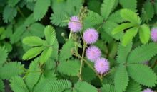 11月运气爆棚，财运飙升，事业会蒸蒸日上的属相，大展宏图