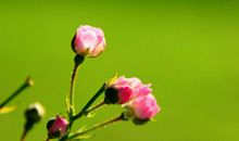 11月桃花来横财发，有爱有钱，财运兴隆，猪年钱财不缺的生肖