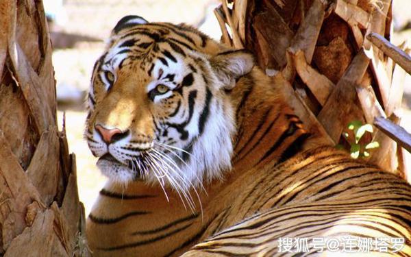 连娜塔罗牌占卜：选一只你认为最强的老虎，测你未来能有多高的成就？