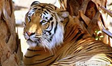 连娜塔罗牌占卜：选一只你认为最强的老虎，测你未来能有多高的成就？