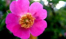 缺钱来钱，利路亨通的生肖，11月下旬事业兴福运旺，再穷也能暴富