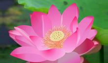 大男人主义，3个生肖男穷死不花女人钱，婚后不花老婆钱