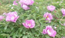 明年起365天被财运围绕，事业突飞猛进，荣华富贵享不完的生肖