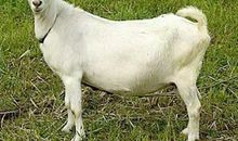 心情不好的时候只要狠吃食物就可以变成很愉快的生肖女