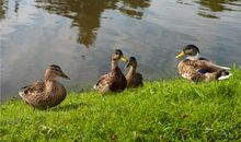 喜欢媒人牵线搭桥介绍姻缘的生肖女