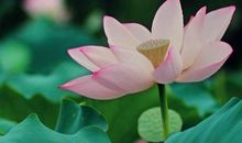 老人嘴里白眼狼三大生肖，从小疼到大，有钱有势就变脸！