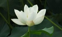 嘴里说的头头是道，实际一事无成三大生肖，口才赚钱最明智！