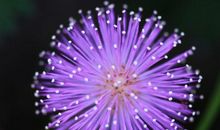 未来三个月，4属相吉星光临，桃花大旺，喜事扎堆来