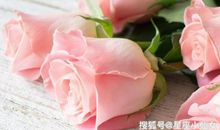 10月下旬，桃花运入命，将会邂逅真爱，情比金坚永相随的星座