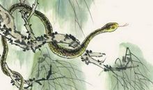 这三个生肖的人，说话很犀利，很直接，容易伤人