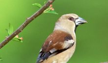 10月25号之后，时来运转，好运不断的属相，财运如鱼得水