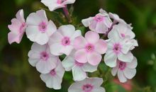 有热情，温柔以待！三大生肖爱的傻傻，粘人粘到死，真爱啊