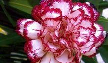 光耀门楣！狗年三大生肖财星加持，学业有成，升官升职