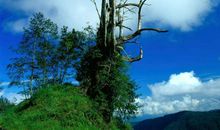 2019猪年出生的尚姓男孩怎么样起名字 姓尚男孩好名推荐(图文)