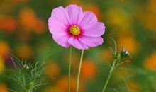 生肖鸡的人，出生在哪个时辰，狗年订婚，结婚，得子！