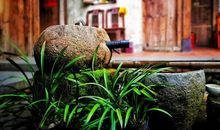 【名家讲坛】家庭兴衰新风水——兴旺有三个征兆，败落有三个迹象