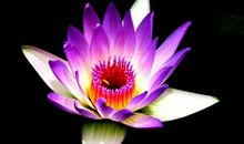 财神到马上有财，3个生肖，一到11月份，直上九霄，财富大丰收