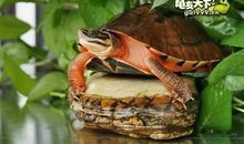 想要家中风水好 养龟就能解决