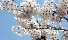 舍不得乱花钱的3个生肖女，一辈子勤俭持家，晚年最有福气