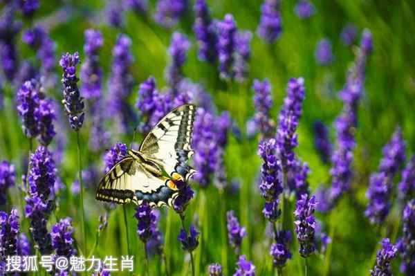 恭喜四生肖收入涨横财多，11月1号开始大富大贵，富贵日子在眼前！ 2