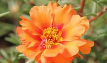 11月开始事业运到来，月月赚大钱的生肖，正财上涨，天天数钱忙