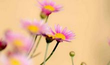 运势上扬，赚得腰包鼓鼓的生肖，11月5号起好运不断，富裕安乐