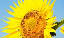 10月31日财星高照，鸿运追着跑的3大生肖，收入上涨，财富不断