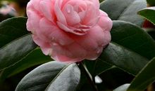 一生财运极好，一出手就能赚大钱的生肖，身价注定高人一等