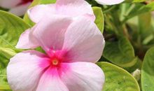 11月18号起收入可观，好运不断的生肖，求财顺利，天天发大财