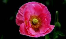 2020年被好运加持，顺风顺水，财运稳定，人生走向正轨的四属相