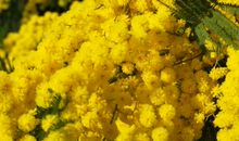 三天之内喜发横财，喜遇真爱，喜添儿女，喜报频传的属相