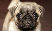 1982年属狗人的灾难年龄是几岁，能化解吗