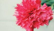 春节到，三大生肖财运飘红，好运涨，财富涨，富贵一生！