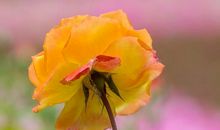 10月26号开始吉星高照，四生肖财源主动找上门，生活蒸蒸日上!