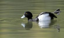 脆弱面对生活的严酷历练受不了的生肖女