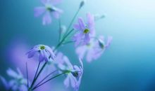 做事有严重拖延症，火烧眉毛了才会着急的生肖