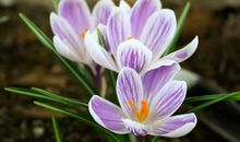 11月运势大涨，财气中天，势来如洪的4个生肖