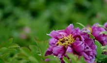 未来半年财运红得发紫，迎来事业新阶段，事事皆如意的四属相