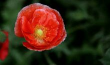 11月开始财神驾临，财运一飞冲天，财路通畅，有财必赚的四属相