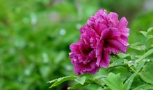 10月28号起财运高涨，好运降临，生活越来越富有的四属相