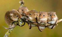 不同季节出生的属鼠人命运 四季与命理的特点