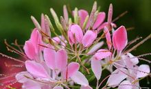 3天内好运降临的属相，功成名就指日可待，财丰利达富起来