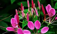 4属相11月1号开始有鸿运当头，事业一帆风顺，好运不断，金玉满堂