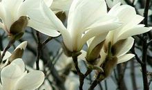 11月中旬财势凶猛，生意能成，横财当头的生肖，生活悠然自得