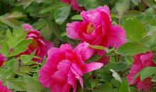 19号，喜事一箩筐，3生肖偏财连发，富贵又有钱！